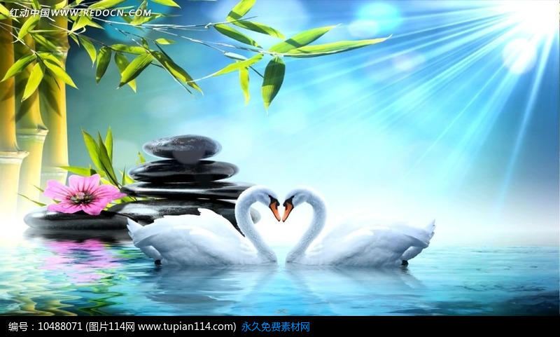 梦幻爱心白天鹅