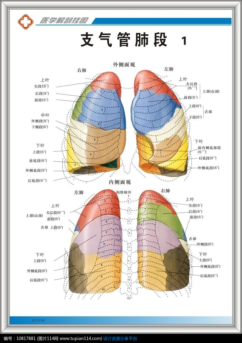 07n196支气管肺段解剖图