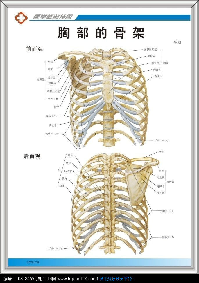 [原创] 胸部骨架解剖图