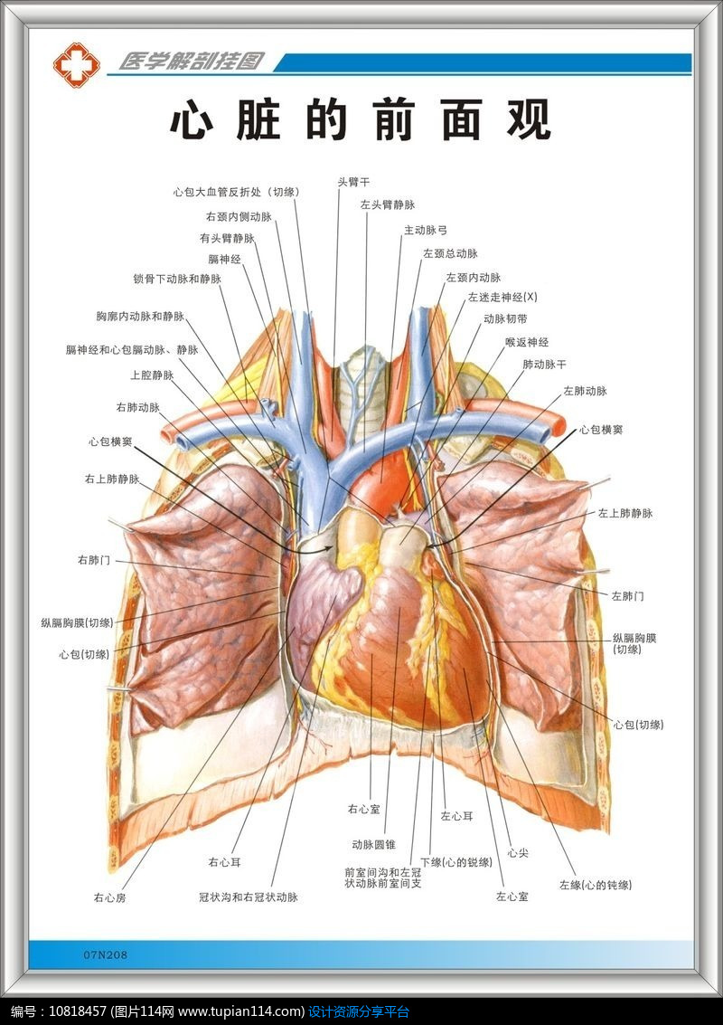 心脏的前面观解剖