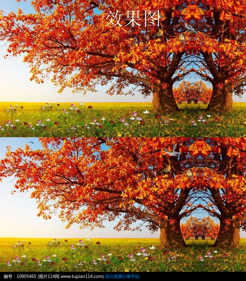 [原创] 红枫叶树飘扬背景视频