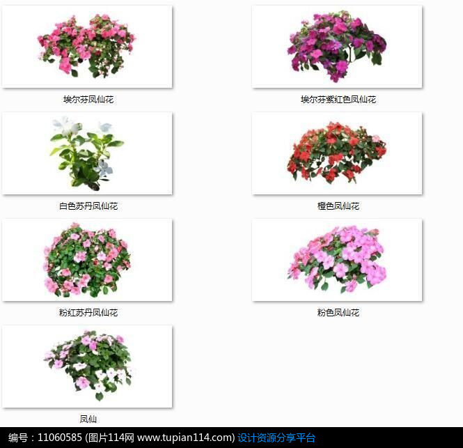 多种凤仙花,3d植物模型免费下载,3dmax植物模型免费