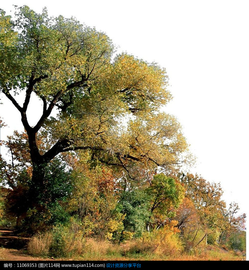 树头素材大片丛林