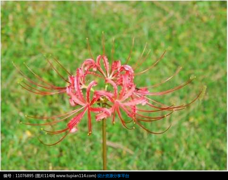 彼岸花,3d模型免费下载,3dmax模型,材质贴图,cad图库