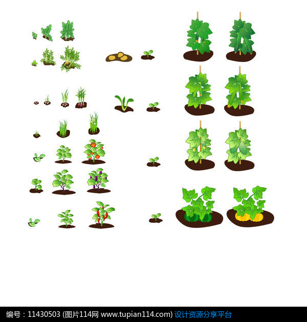 农场绿色蔬菜种植生长过程