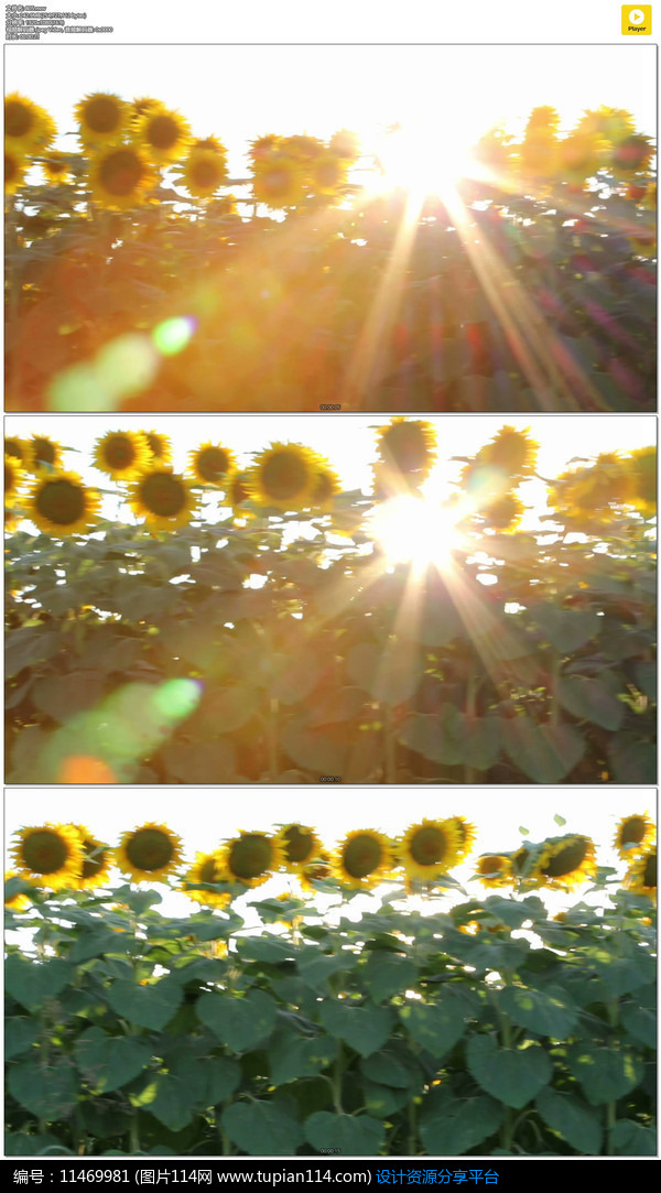 [原创] 阳光穿过向日葵实拍视频素材