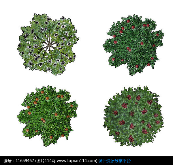 观果树种ps平面图例