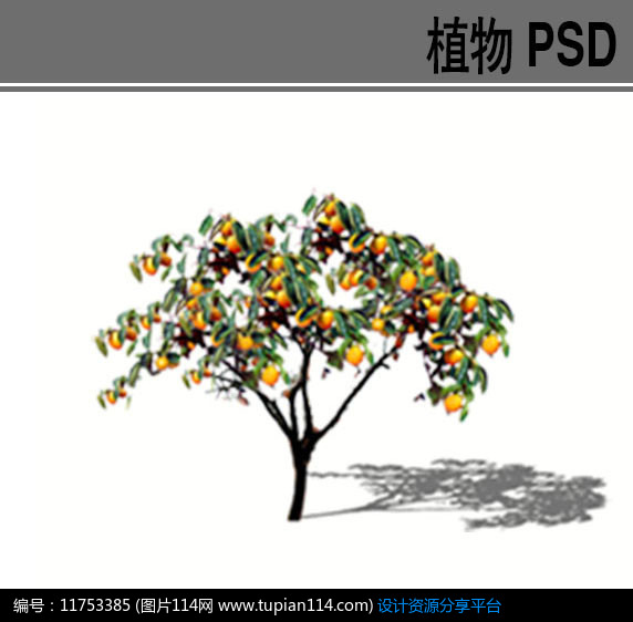 柿树psd植物素材