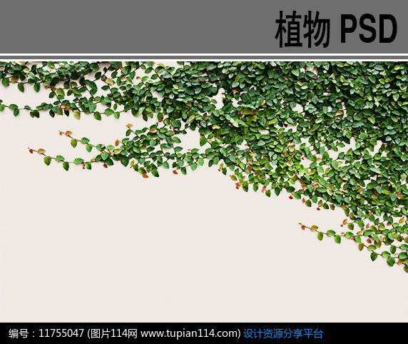 ps植物素材_适合放客厅的大盆植物_植物画画