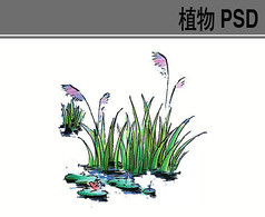 水生植物手绘ps素材