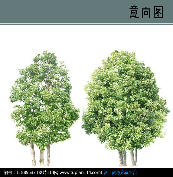 冬青树ps素材