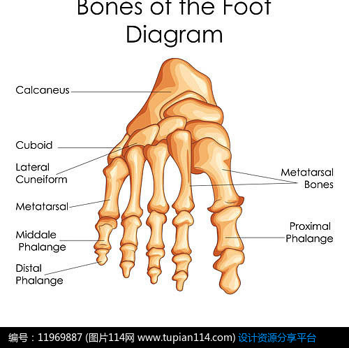 超高清趾骨骨骼矢量图