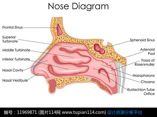 超高清鼻子鼻腔矢量圖